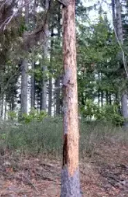 Plant, Tree, Tree Trunk, Vegetation, Land, Nature, Outdoors, Woodland