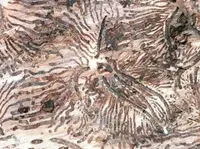 Fossil, Home Damage, Termite Damage