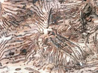 Fossil, Home Damage, Termite Damage