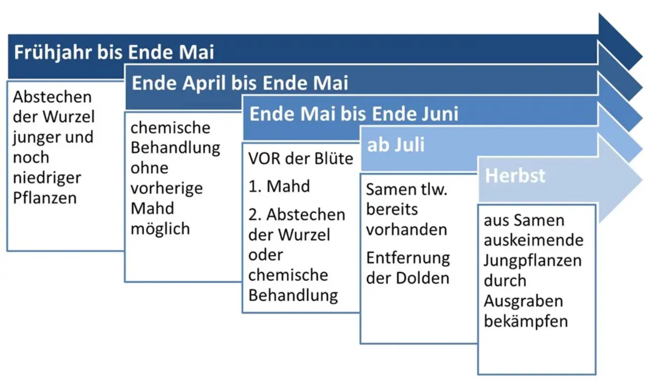 Ein Diagramm zeigt den Zeitplan für das Schneiden und die chemische Behandlung von Spargelpflanzen vom frühen Frühling bis zum Sommer, mit Details zu den Zeitpunkten des Schneidens und der Behandlungen zur Bekämpfung von Spargelkäfern.