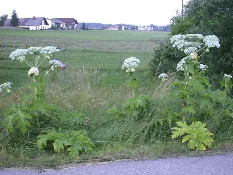 Ein Feld mit grünem Gras und einigen Pflanzen mit weißen Blüten im Vordergrund.
