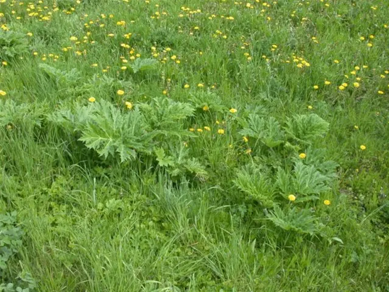 Ein großes Feld mit gelben Löwenzahnblüten und grünen Blättern in einer Wiese.