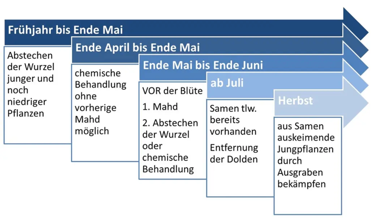 Ein Diagramm zeigt den Zeitplan für das Schneiden und die chemische Behandlung von Spargelpflanzen vom frühen Frühling bis zum Sommer, mit Details zu den Zeitpunkten des Schneidens und der Behandlungen zur Bekämpfung von Spargelkäfern.