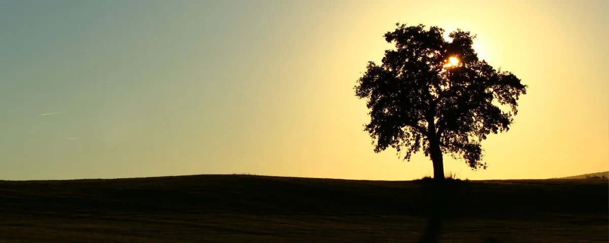 Die Sonne geht hinter einem silhouettierten Baum auf einem grasbewachsenen Hügel unter.