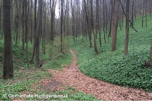 Ein Waldweg mit trockenen Blättern auf dem Boden, umgeben von hohen Bäumen und grünem Laub. Der Pfad führt zu einem Hügel mit einem kleinen Fleckchen Grün.