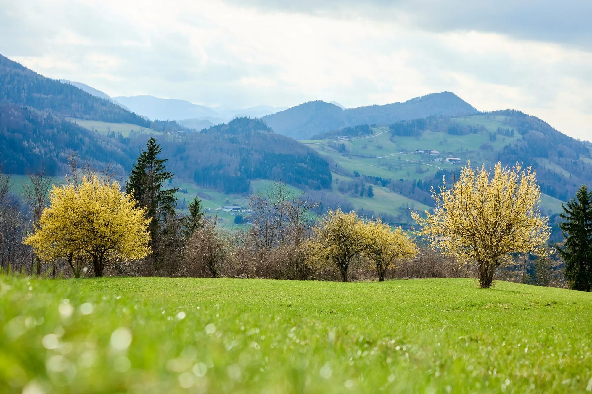 Ein saftiges grünes Feld mit gelben Bäumen ist von einer Bergkette umgeben. Der Himmel ist bewölkt.