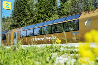 Ein goldener Zug mit Panoramafenstern und weißer Beschriftung fährt durch einen üppigen grünen Wald mit hohen Bäumen und Gras.