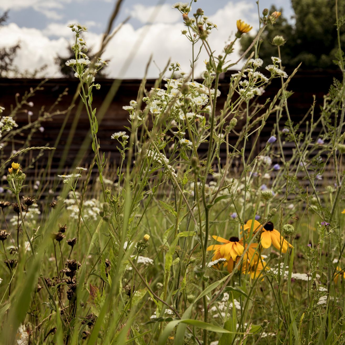 Eine Nahaufnahme verschiedener Wildblumen, einschließlich Gänseblümchen und Sonnenblumen, in einer wilden Wiese mit einer rustikalen Holzstruktur im Hintergrund.