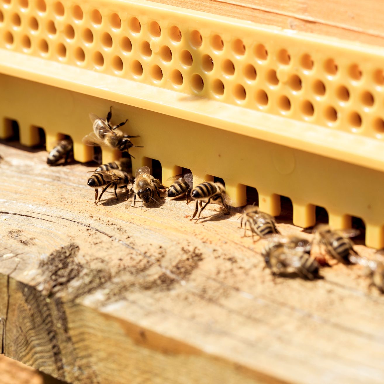 Mehrere Bienen krabbeln auf einer Holzoberfläche in der Nähe einer gelben Struktur mit Löchern. Die Bienen haben verschiedene Größen und Farben, und einige fliegen.