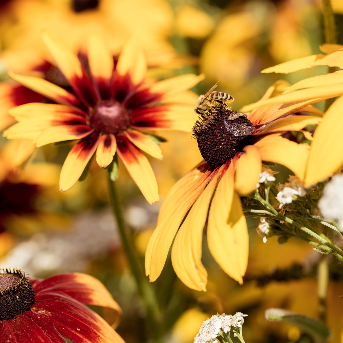 Eine Biene ruht auf einer leuchtend gelben und roten Blume in einem Garten. Der Fokus liegt auf der Biene und Blume, mit unscharfen Hintergrundblumen.