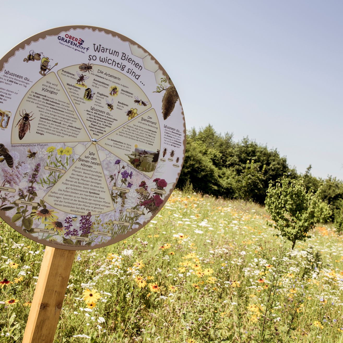 Ein Schild mit Illustrationen von Bienen und Blumen steht auf einer Wiese mit verschiedenen Blumen unter einem klaren Himmel.