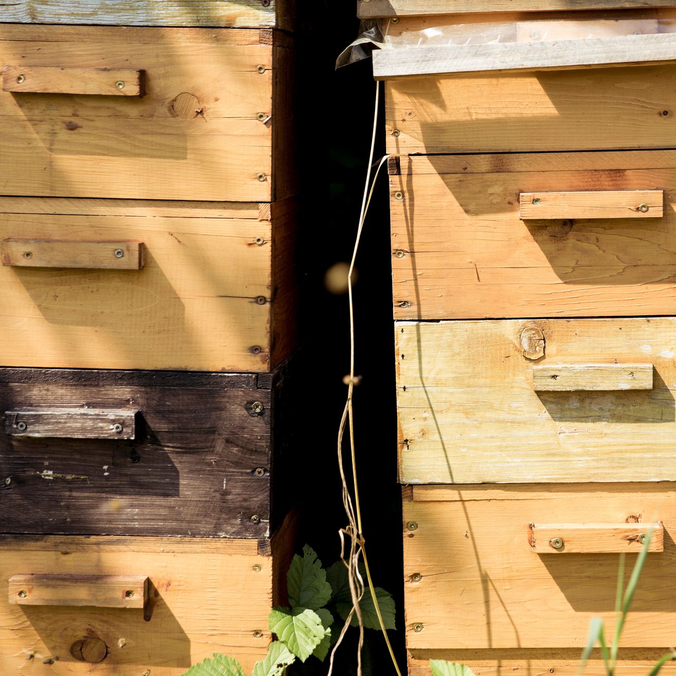 Ein Nahaufnahme von hölzernen Bienenkästen mit Griffen, die einige Fächer zeigen. Die Kästen sind verwittert und scheinen sich in einem Garten zu befinden.