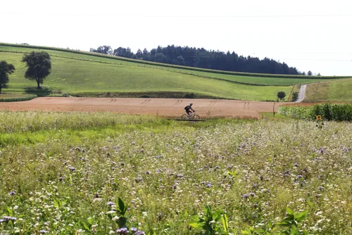 Eine Person fährt mit einem Fahrrad durch ein riesiges Feld voller Wildblumen unter einem klaren Himmel. In der Ferne befindet sich ein gepflügtes Feld und eine Reihe von Bäumen.