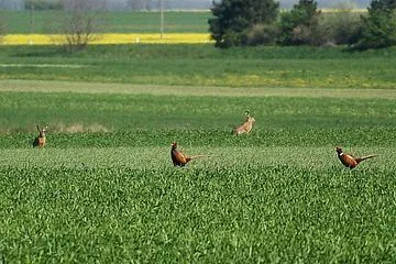 Field, Grassland, Nature, Outdoors, Animal, Bird, Kangaroo, Mammal, Grass, Plant