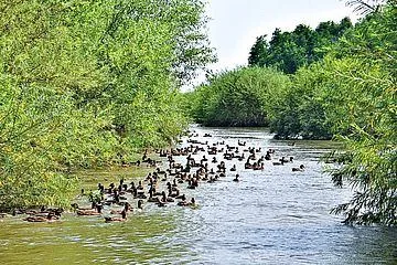 Vegetation, Land, Nature, Outdoors, Tree, Woodland, Pond, Water, Rainforest, Bird