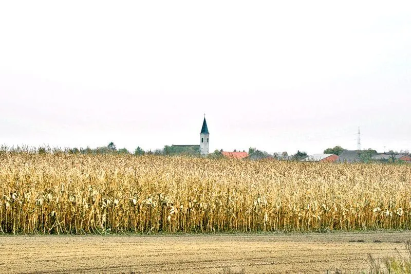 Field, Agriculture, Countryside, Nature, Outdoors, Scenery, Grass, Produce, Vegetation, Grain