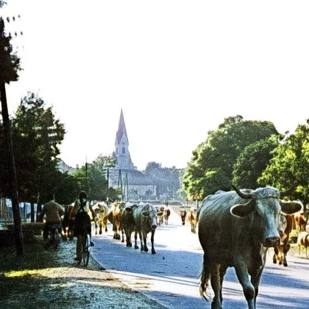 Animal, Bull, Cattle, Livestock, Mammal, Ox, Cow, Person, Spire, Tower