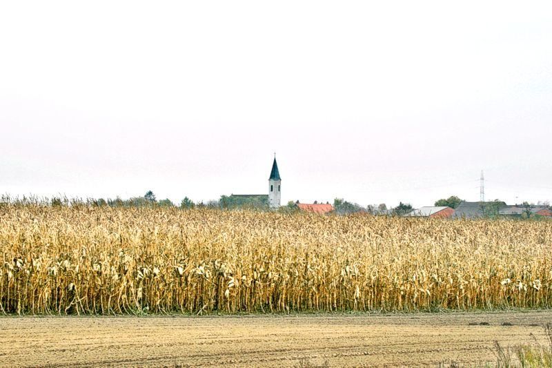 Bild enthält, Field, Agriculture, Countryside, Nature, Outdoors, Scenery, Grass, Produce, Vegetation, Grain