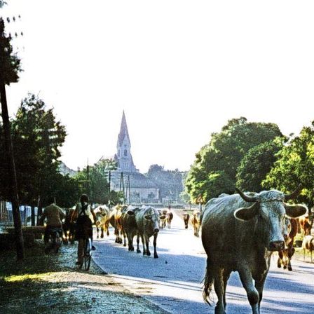Bild enthält, Animal, Bull, Cattle, Livestock, Mammal, Ox, Cow, Person, Spire, Tower
