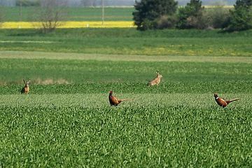 Bild enthält, Field, Grassland, Nature, Outdoors, Animal, Bird, Kangaroo, Mammal, Grass, Plant