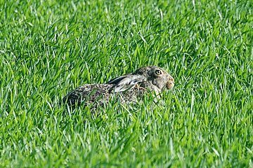 Bild enthält, Grass, Plant, Animal, Hare, Mammal, Rodent, Rat, Rabbit, Lawn