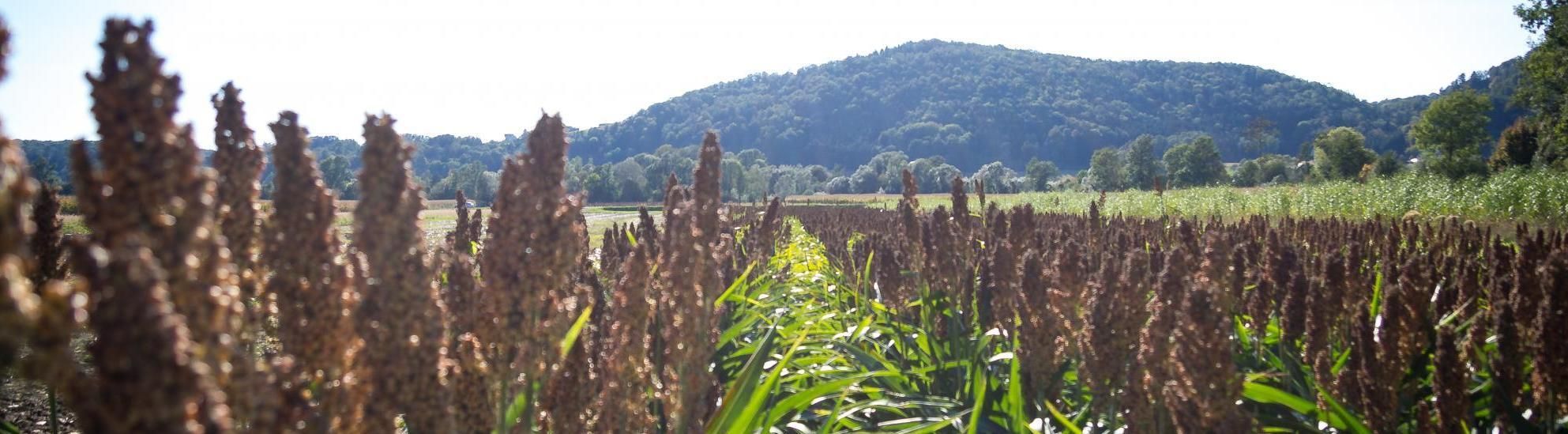 Ein Feld mit Sorghumpflanzen in einer ländlichen Landschaft mit einem Berg im Hintergrund.
