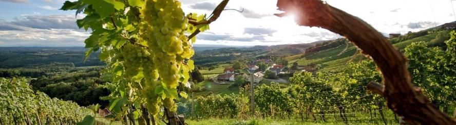 Ein Weinberg mit grünen Trauben, üppigen grünen Blättern und einem malerischen Dorf im Hintergrund unter einem teilweise bewölkten Himmel.