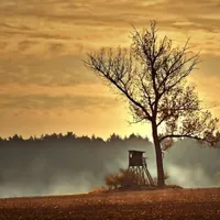 Ein einsamer Baum steht auf einem nebligen Feld mit einem Wachturm im Hintergrund. Der Himmel ist bedeckt und das Gelände ist von dichtem Wald umgeben.