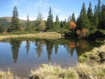 Ein ruhiger Teich mit klarem Wasser, umgeben von hohen Bäumen und Grasflecken unter einem blauen Himmel.