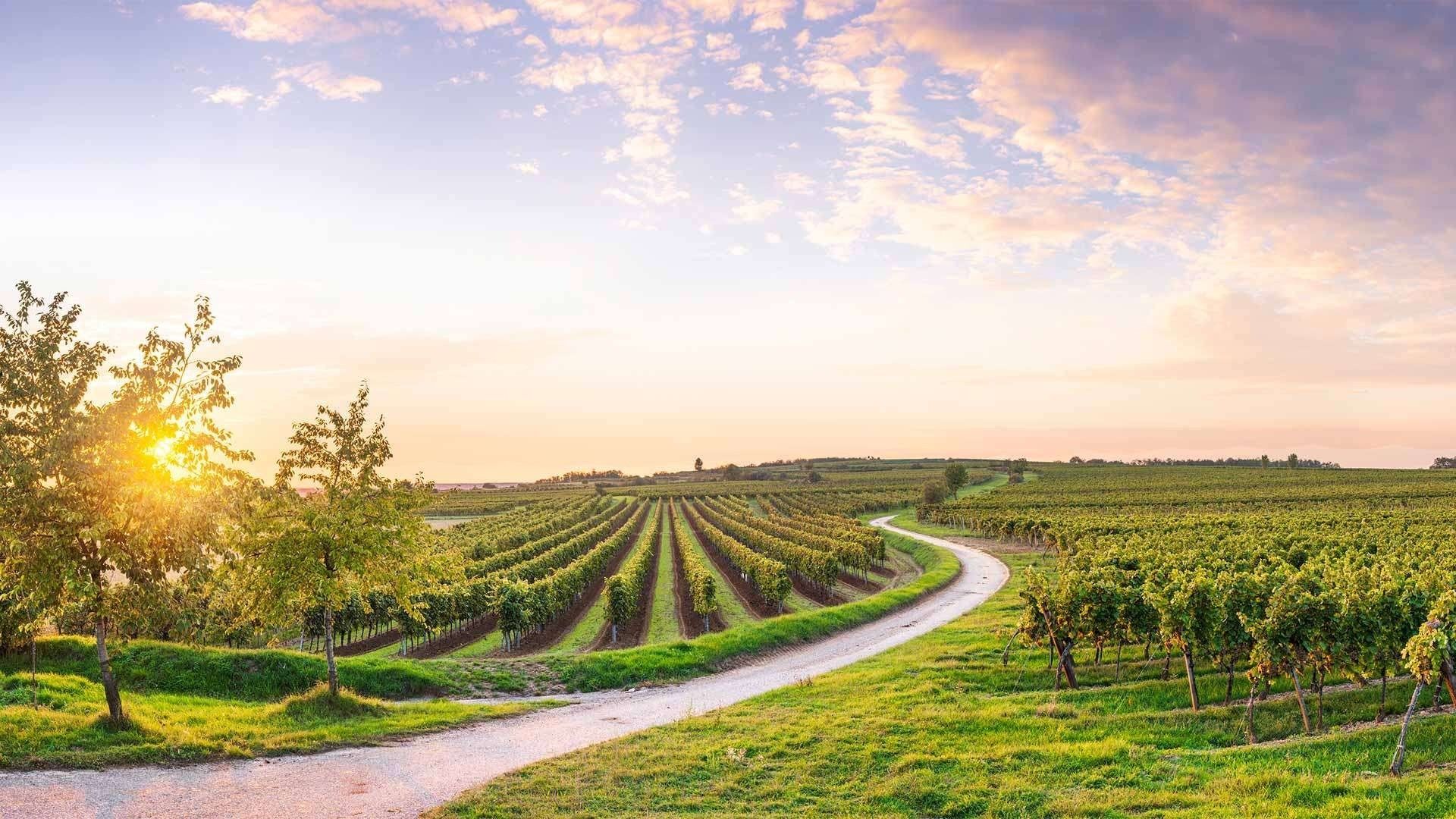 Eine malerische Weinberglandschaft mit einem gewundenen Feldweg, Rebenreihen und einem Baum. Der Himmel ist eine Mischung aus blauen und orangefarbenen Farbtönen.