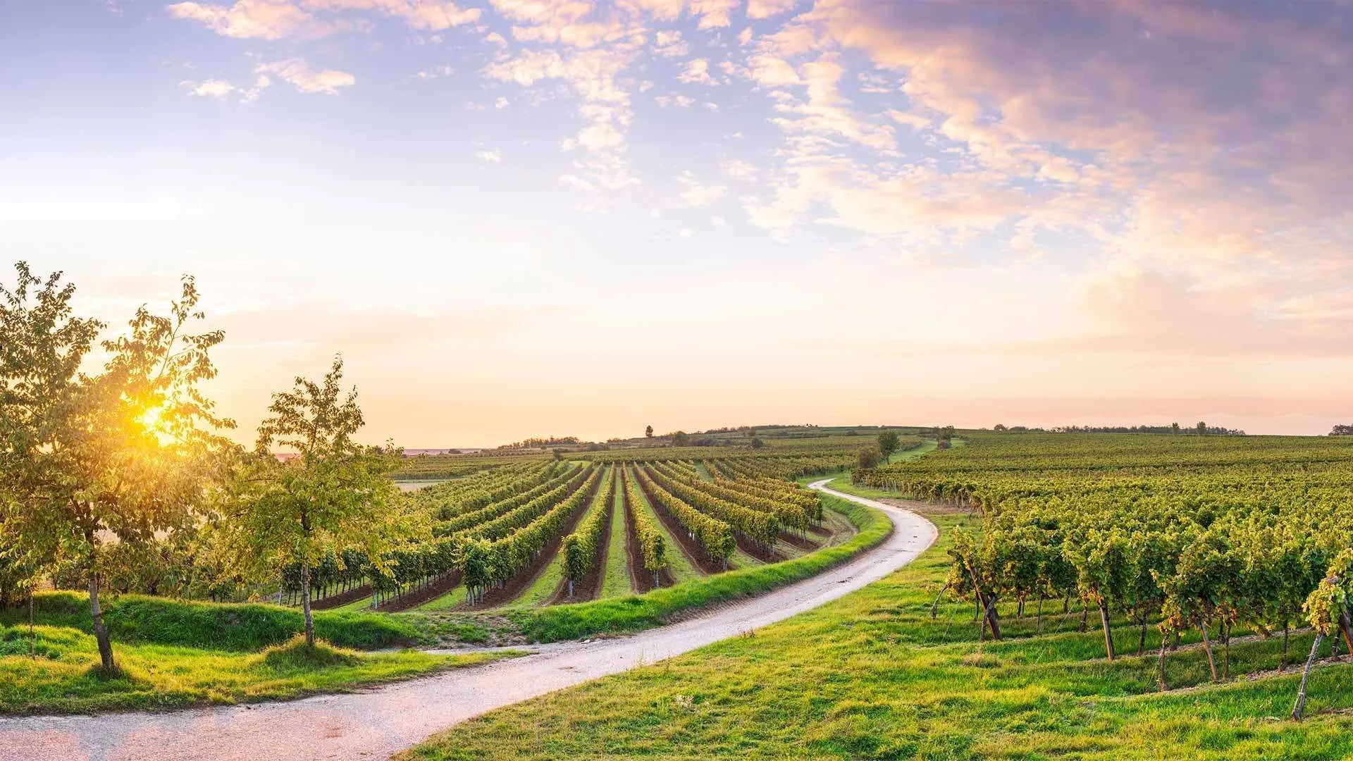 Eine malerische Weinberglandschaft mit einem gewundenen Feldweg, Rebenreihen und einem Baum. Der Himmel ist eine Mischung aus blauen und orangefarbenen Farbtönen.