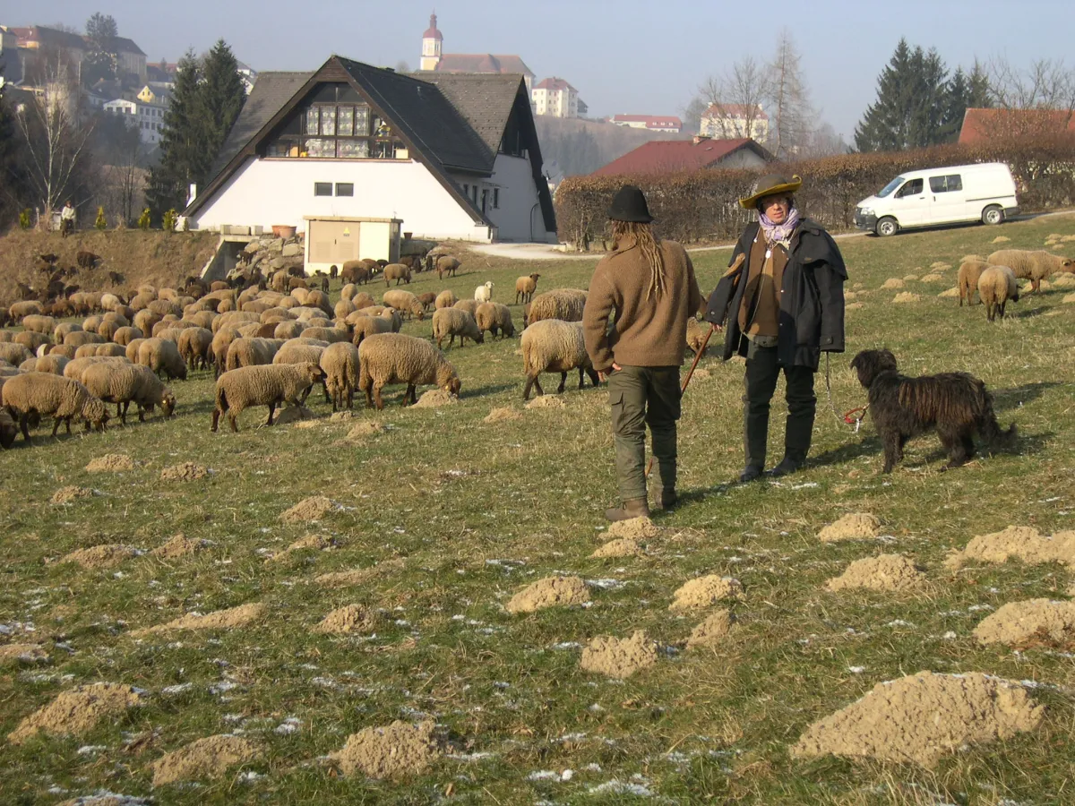 Field, Grassland, Nature, Outdoors, Pasture, Person, Adult, Male, Man, Dog