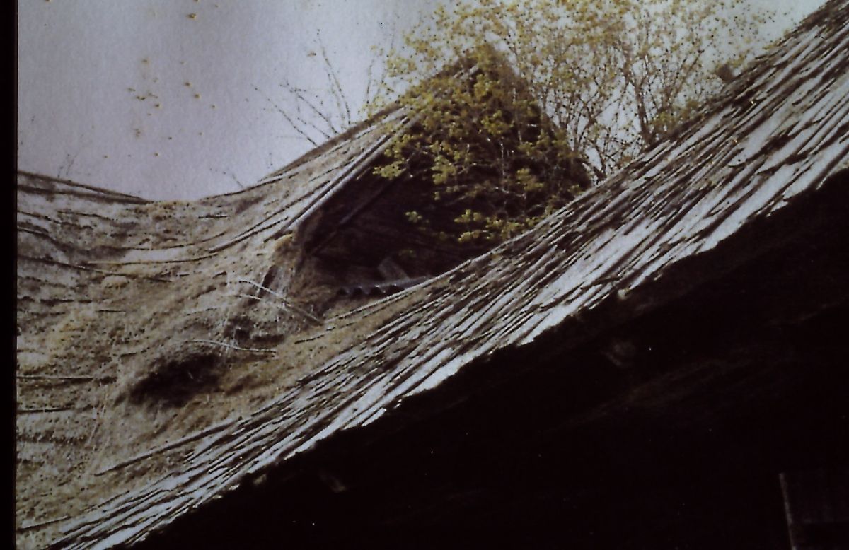 Bild enthält, Building, Housing, Hut, Nature, Outdoors, Rural, Home Damage, House, Roof, Insect