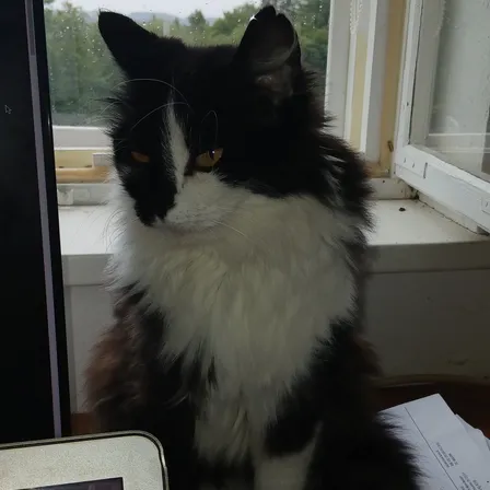Eine schwarz-weiße Katze mit orangefarbenen Augen sitzt auf einer Fensterbank und schaut direkt in die Kamera.
