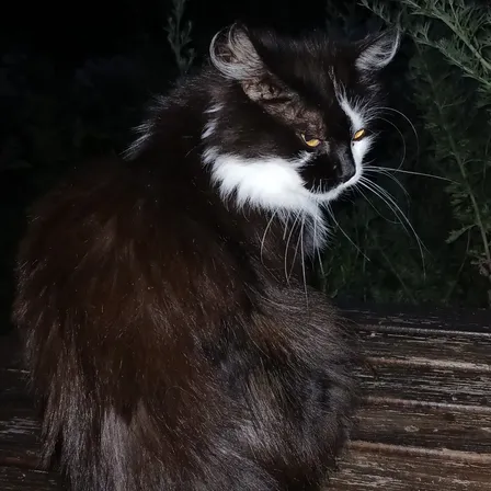 Eine schwarz-weiße Katze mit gelben Augen sitzt nachts auf einer Holzbank.
