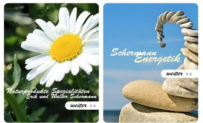 Bild enthält, Daisy, Flower, Plant, Rock, Pebble