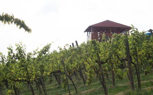 Ein Weinberg mit einem hölzernen Turm in der Mitte, umgeben von grünen Reben und Gras.