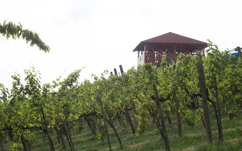 Ein Weinberg mit einem hölzernen Turm in der Mitte, umgeben von grünen Reben und Gras.