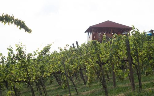 Ein Weinberg mit einem hölzernen Turm in der Mitte, umgeben von grünen Reben und Gras.