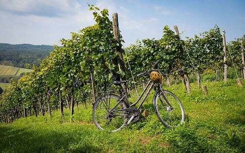 Ein Fahrrad mit Helm steht in einem Weinberg unter blauem Himmel mit fernen Hügeln.