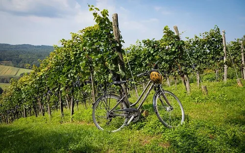 Ein Fahrrad mit Helm steht in einem Weinberg unter blauem Himmel mit fernen Hügeln.