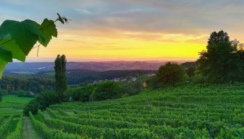 Ein ruhiges Weingut bei Sonnenuntergang, mit Reihen grüner Reben, die sich über einen Hügel erstrecken, umgeben von üppigen Bäumen und einem Horizont in der Ferne unter einem warmen, orangefarbenen Himmel.