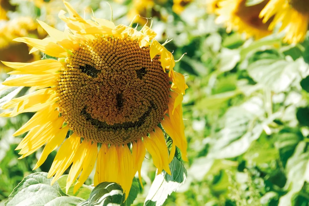 Abschnittsbild: Eine Sonnenblume mit einem fröhlichen Gesichtsmuster aus ihren Blütenblättern sticht in einem Feld grüner Blätter hervor.