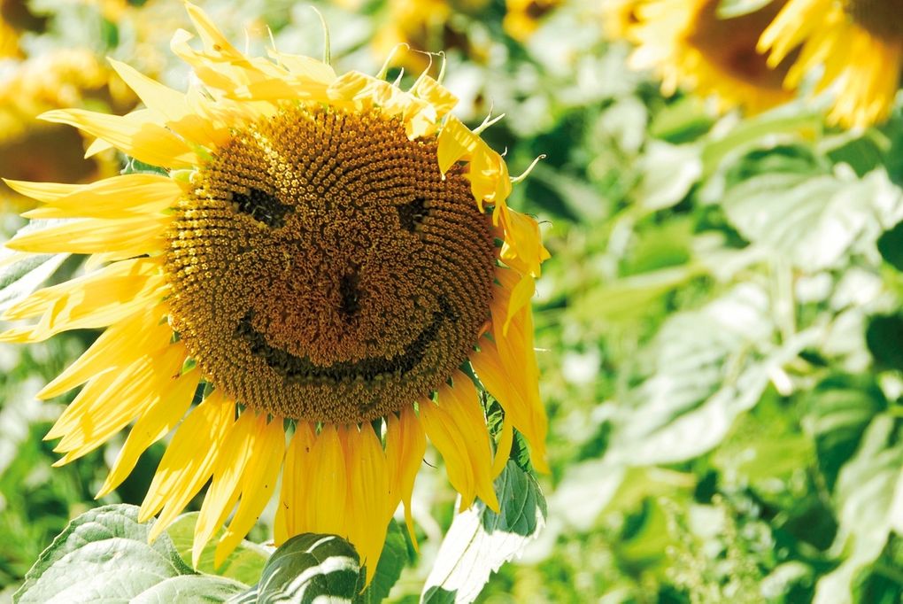  Abschnitt Bild: Eine Sonnenblume mit einem fröhlichen Gesichtsmuster aus ihren Blütenblättern sticht in einem Feld grüner Blätter hervor.