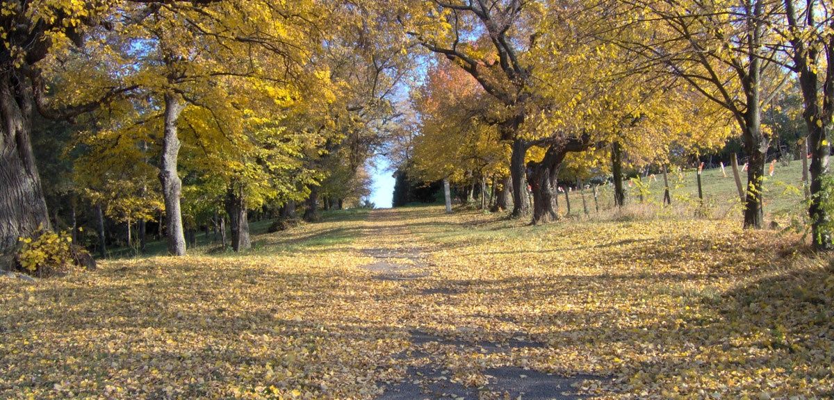 Ein Feldweg in einem Park, der mit gefallenen Blättern bedeckt ist und von Bäumen mit gelbem und grünem Laub umgeben ist.