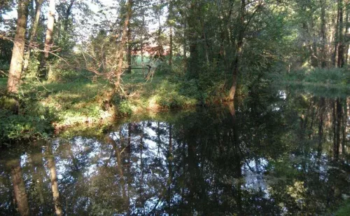 Eine friedliche Waldszene mit einem kleinen Bach, der die üppigen grünen Bäume und Pflanzen um ihn herum widerspiegelt. Das Sonnenlicht filtert durch die Bäume und wirft sanfte Schatten.