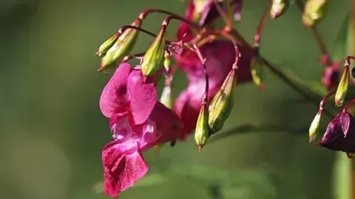 Eine Nahaufnahme einer rosa Blume mit grünen Knospen und Blättern auf einem unscharfen grünen Hintergrund.