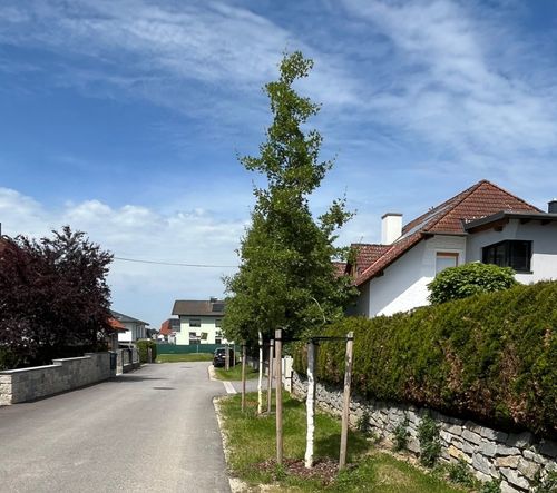 Eine ruhige Straße, gesäumt von Bäumen und Hecken, mit einem Haus im Hintergrund unter einem klaren blauen Himmel.