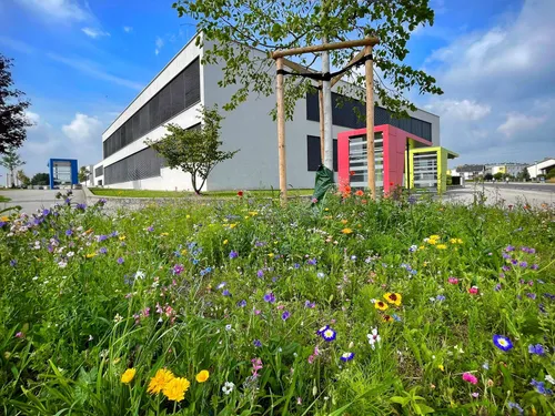Ein farbenfrohes Feld mit Wildblumen vor einem modernen Gebäude mit bunten Strukturen und einem klaren blauen Himmel.