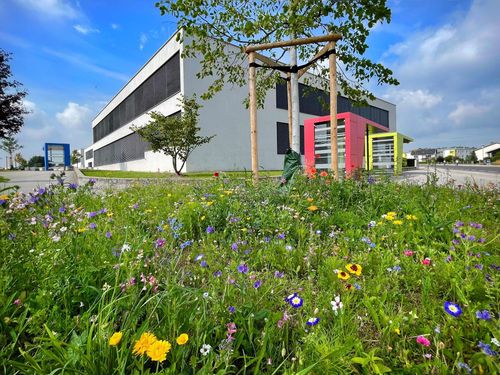 Ein farbenfrohes Feld mit Wildblumen vor einem modernen Gebäude mit bunten Strukturen und einem klaren blauen Himmel.